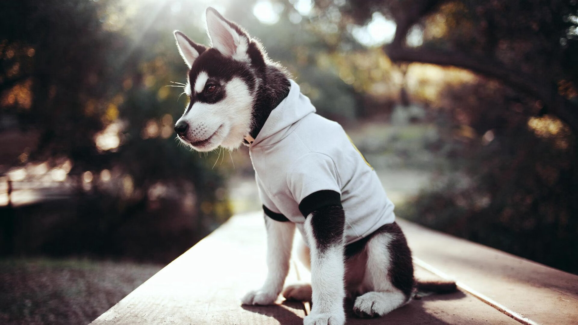 球队是否优先培养具备传控兼突破能力的中场新星，球队处于优势怎样安排战术