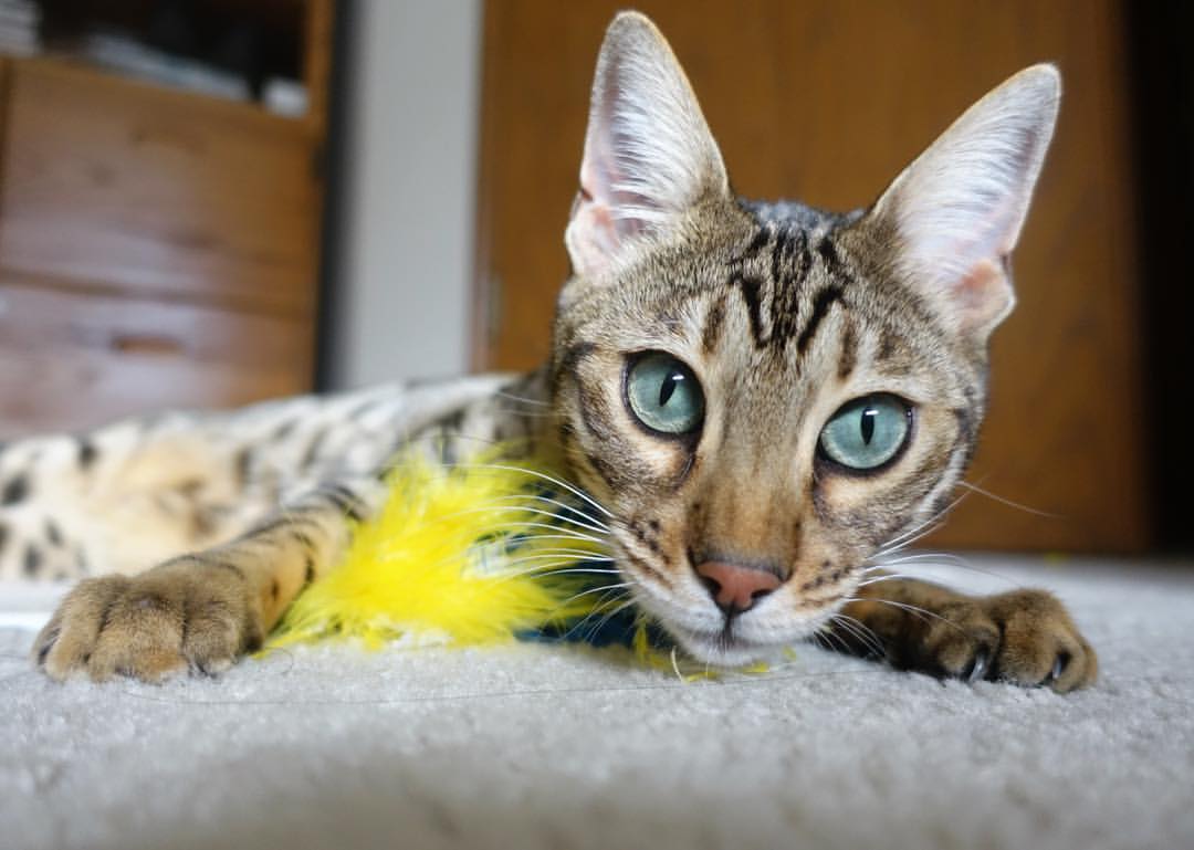 直播剪辑自动化工具减轻人力负担,直播剪辑教程